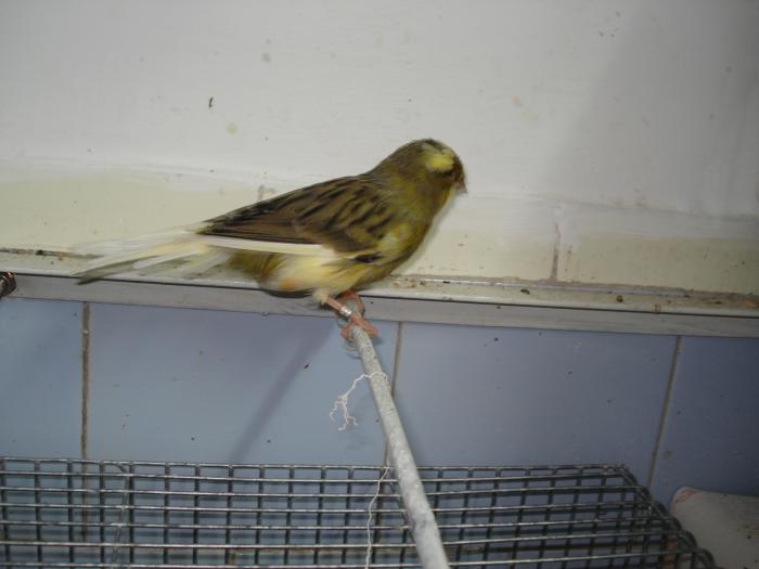 DSC00696 - canari