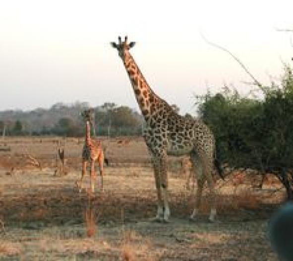 Girafa - Girafe