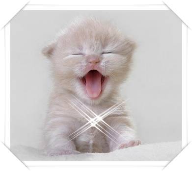 poze-dragute-pisici-animale-haioase-080815