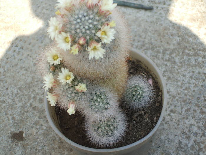 Mammilaria schwartzii - colectia mea de cactusi