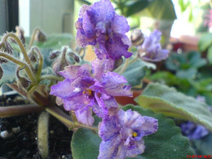 ozio3 - violete 2009