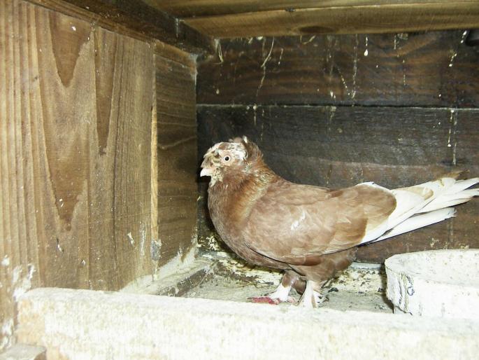 43600067 - 1712 Marian Serbancea