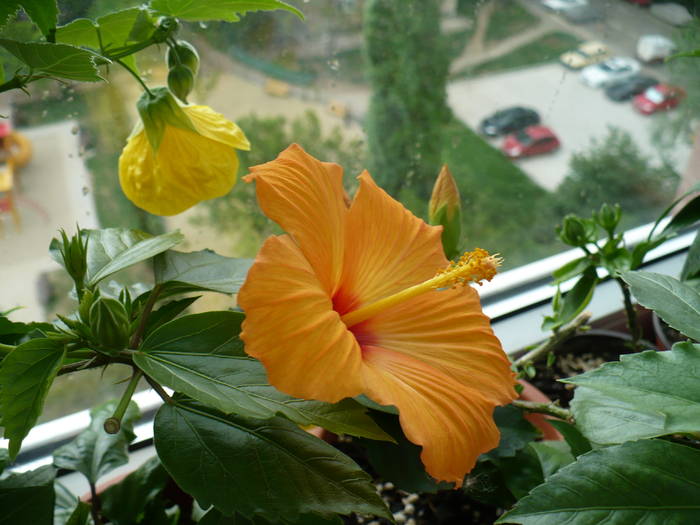 P1110655