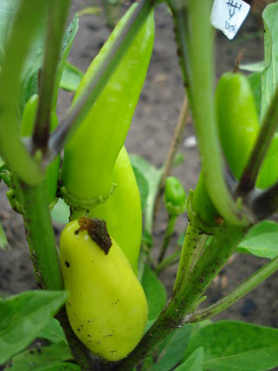 Hungarian Hot Wax Pepper (2009, Jun.23)