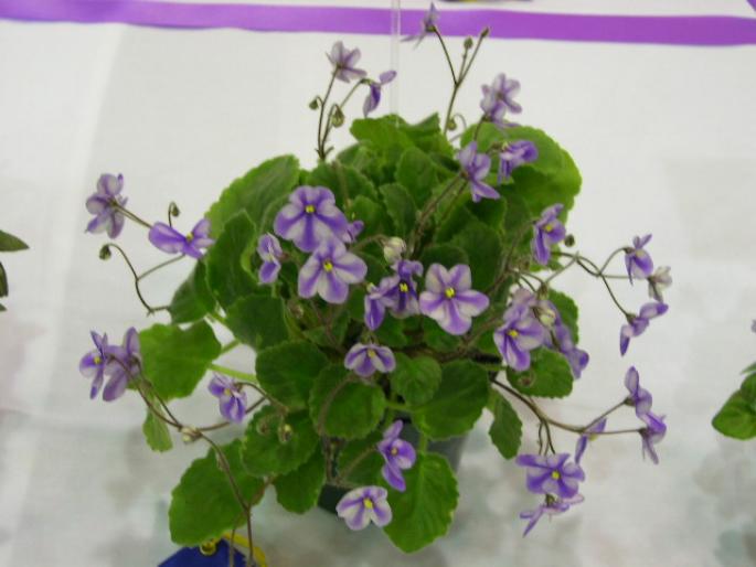 Edee_2005avsa - violete de pe net