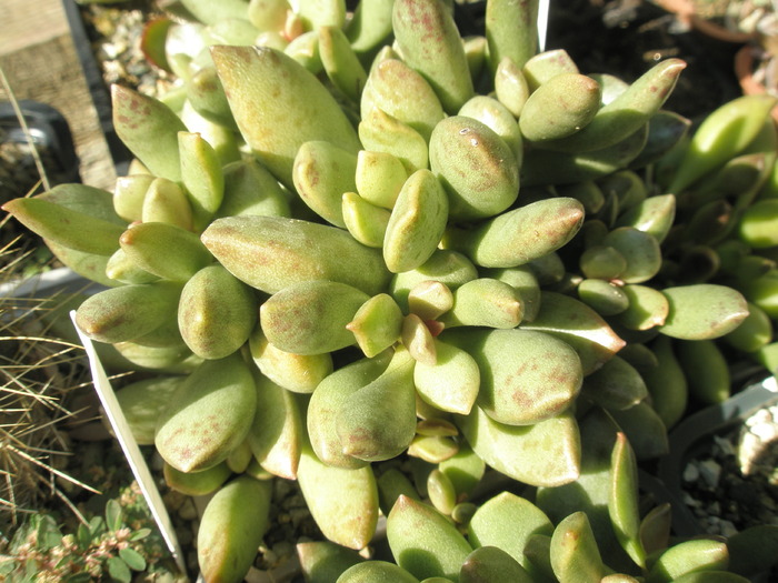 Adromischus schuldtianus juttae 1 - Adromischus 2009