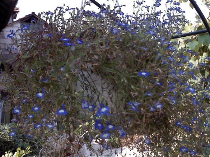 LOBELIA