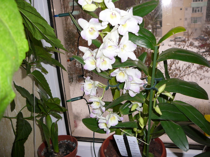 Dendrobium nobile; dendro.  inflorilt
