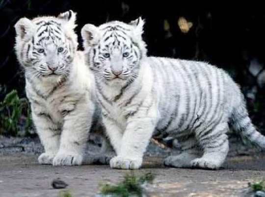 Puiuti de tigri bengalezi - Tigri