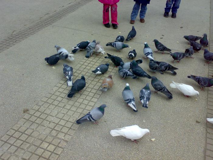 170220091798 - 18a Constanta 1