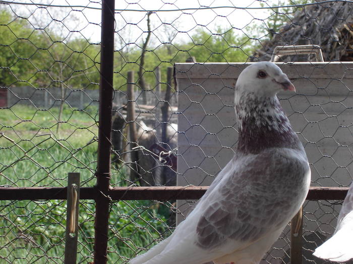 83 - E Porumbei Voiajor Standard Vechi