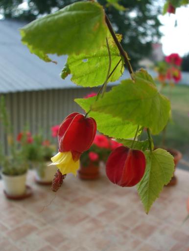 DSCF2062 - abutilon