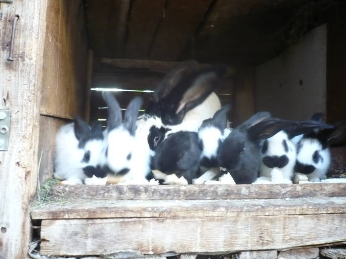 poze iepuri 2504 546 - femele cu pui din 1-10 iunie actuali