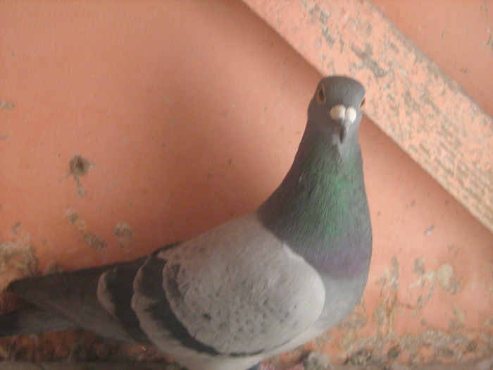 Picture 442 - porumbei mei zburati in 2009