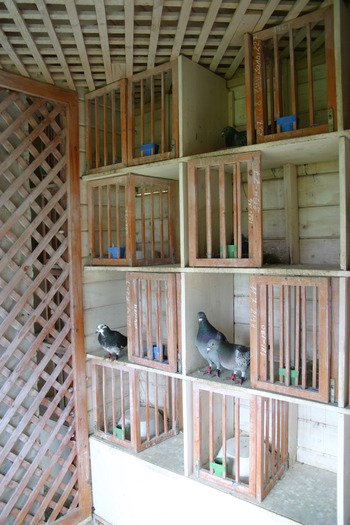 belulrol-interiorul - Ducok-Buildings for pigeons -Voliera