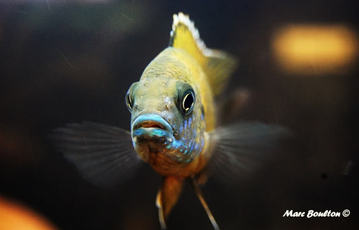 benga2-1 - African Cichlid