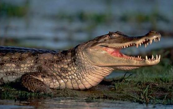 untitled - crocodili