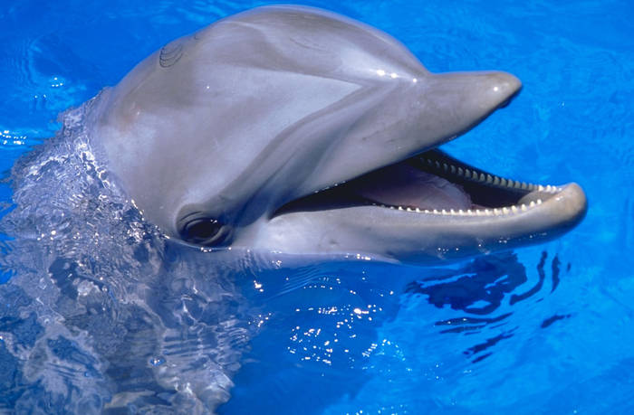 Delfin - animale
