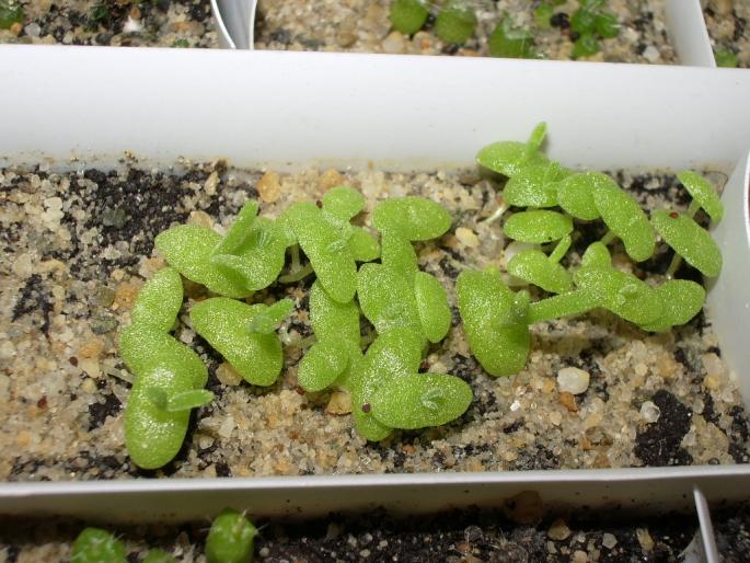Delosperma cooperi - plante juvenile