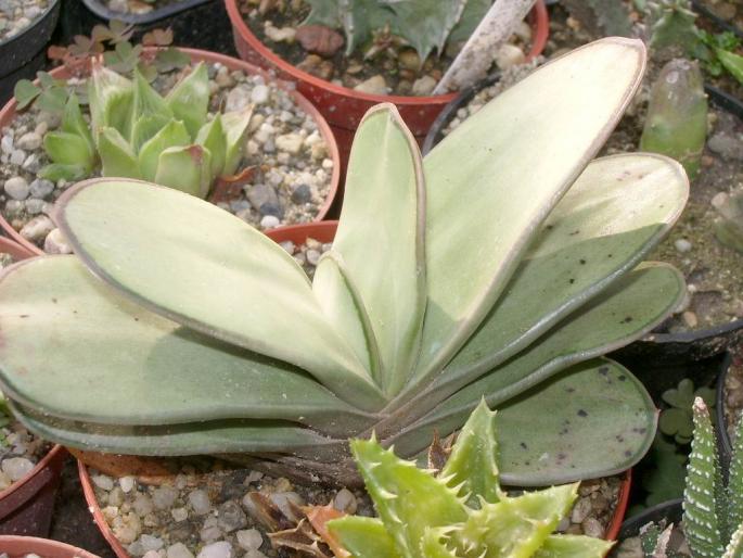 Re-exposure of IMGP6562