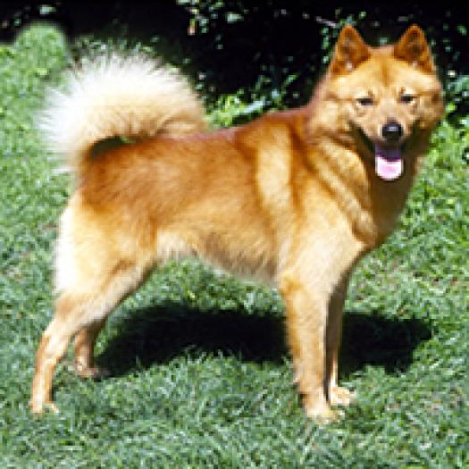 spitz-finlandez-001