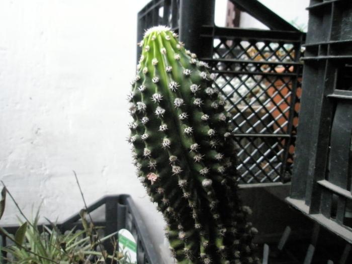 Echinopsis etiolat