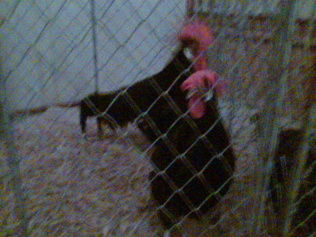 Imag083 - EXPO SATU MARE 2009