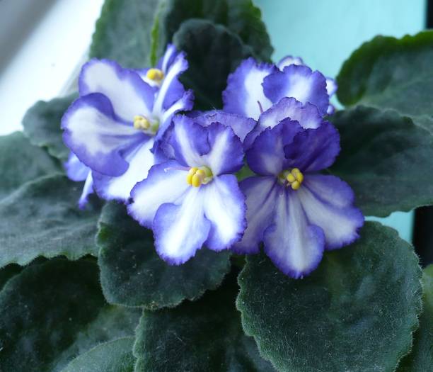 P1130786 - Saintpaulia - violete de camera