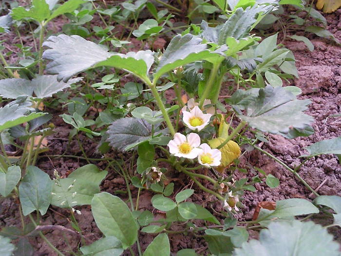 capsuna inflorita , april 09 - Pomi fructiferi fructe si arbusti
