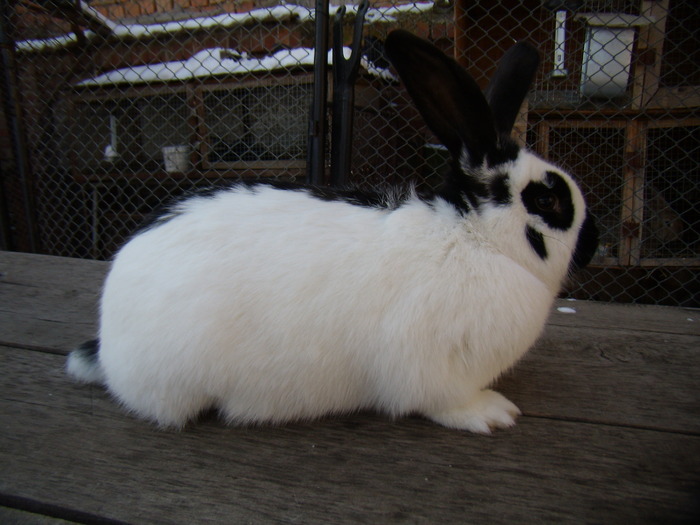 P1240036 - Femela de fluture german