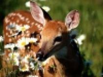 animale (3)