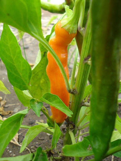 Orange Cayenne Pepper (2009, Aug.16) - Cayenne Orange Hot Pepper