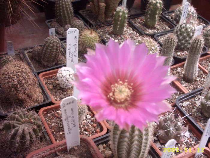 50-Echinocereus pectinatus