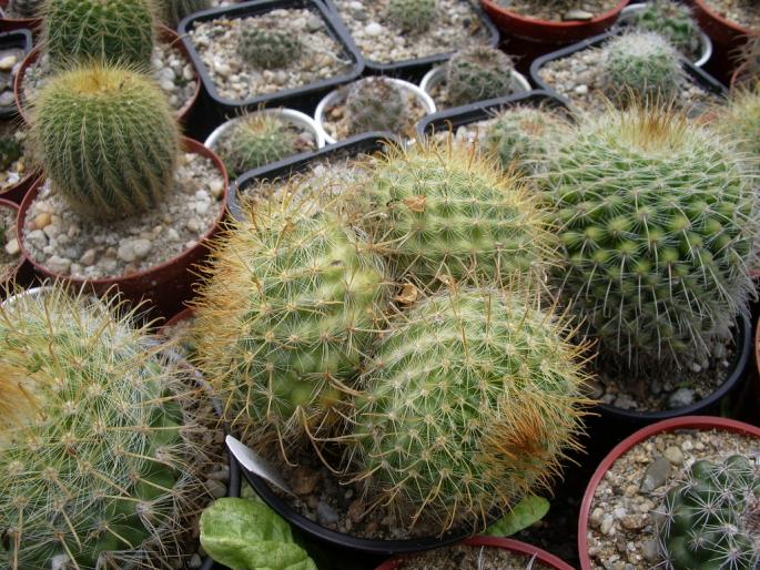 Parodia aureispina tricefala
