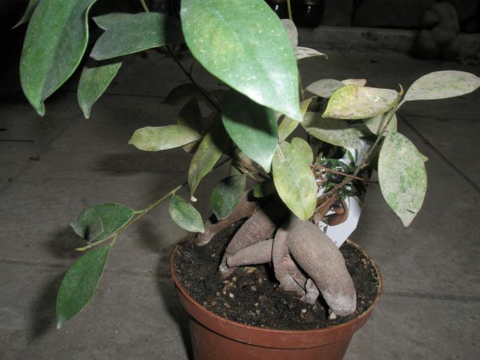 Ficus retusa mare - plante cu caudex