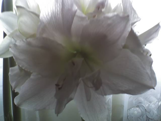 18-03-09_1303 - Flowers