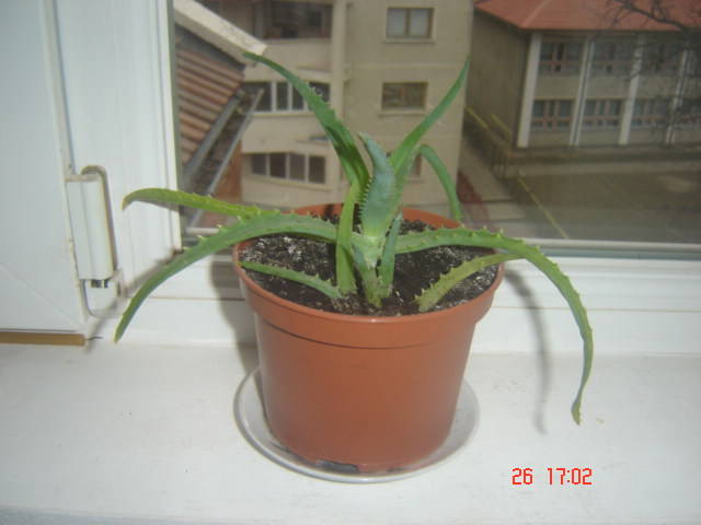 aloe - florile mele