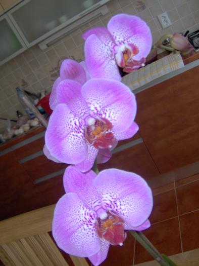 phalenopsis - orhidee