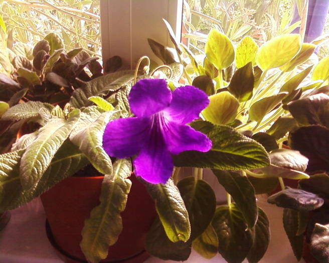 streptocarpus - flori 2009