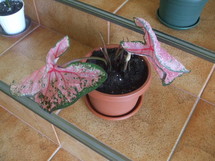 DSCF4748 - caladium