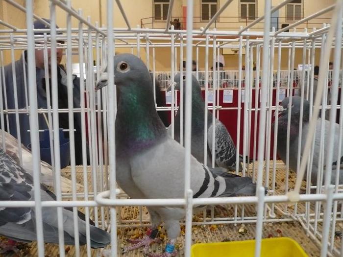 UCPR-Expo-Targoviste-2009-foto-4-ok