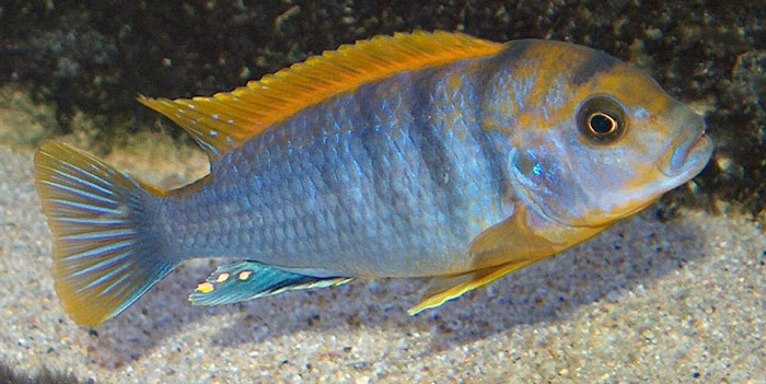 5 Labidochromis hongi - African Cichlid