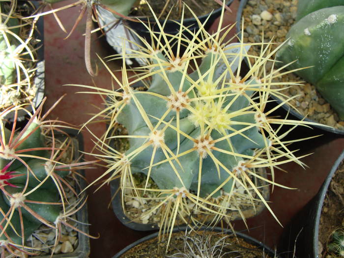 Ferocactus glaucescens - Ferocactus-Echinocactus