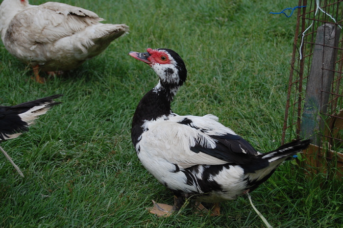 muscovi duck female - 8 ratele mele lesesti