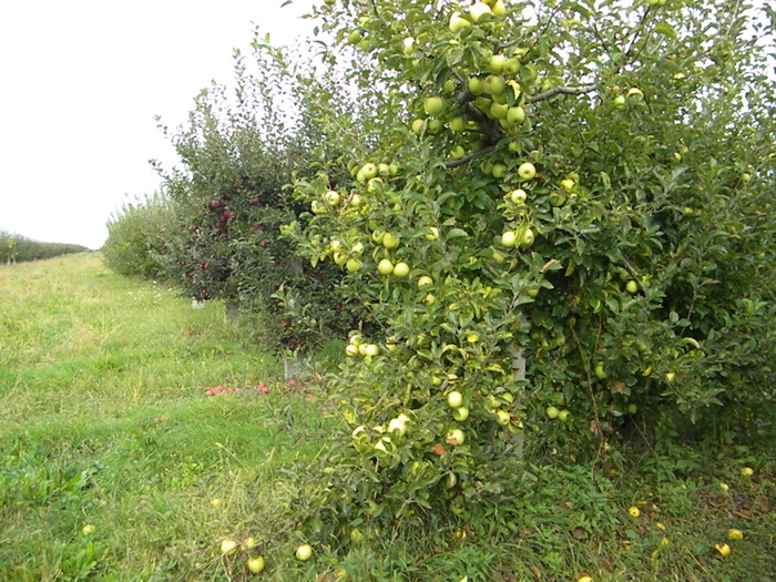 DSCN3224 - LIVADA DE MERI - TARGOVISTE