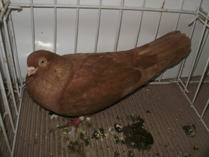 lung br 1 - 1509 rom juc 1