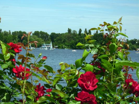 Lacul Herastrau - Flori