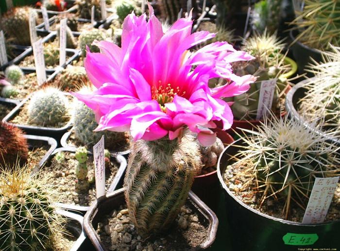 Echinocereus pectinatus spi.roz