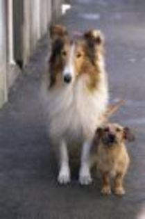 lassie - Lassie