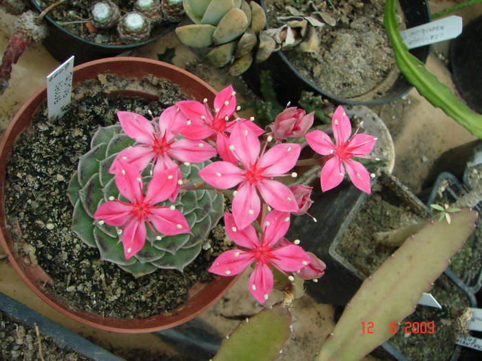 DSC06099 - 2009 Iunie